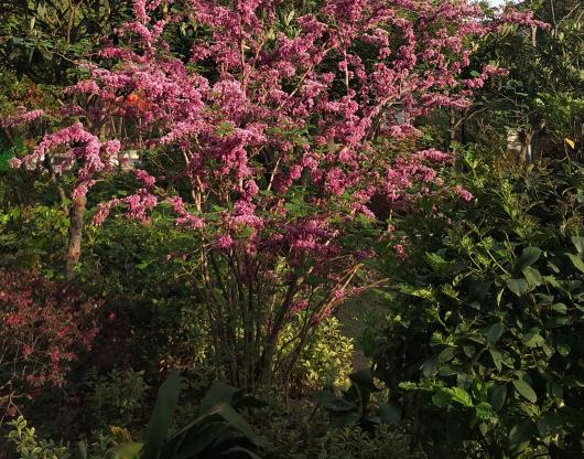 全國(guó)林木種苗“十三五”發(fā)展目標(biāo)明確  　