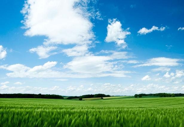 國(guó)務(wù)院辦公廳關(guān)于健全 生態(tài)保護(hù)補(bǔ)償機(jī)制的意見(jiàn) 國(guó)辦發(fā)〔2016〕31號(hào)