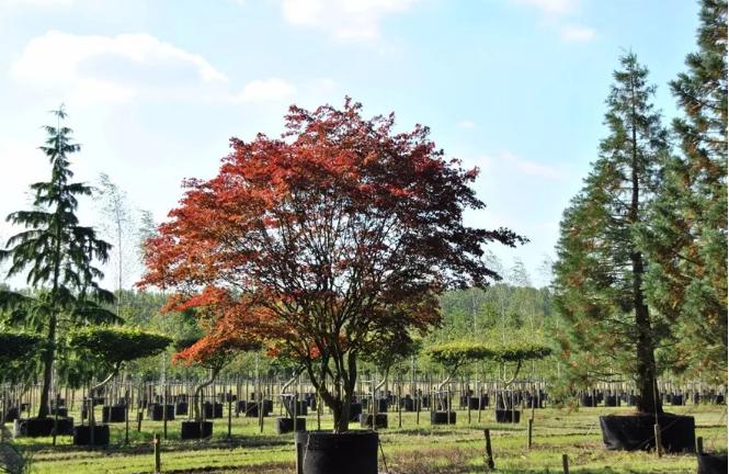干貨 | 園林綠化種植技術17問，園林人必須掌握