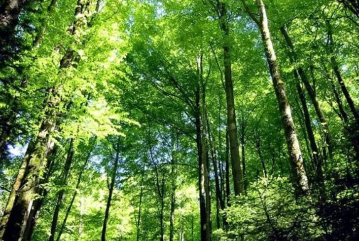 森林經營，事關國家“雙碳”目標戰略