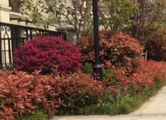 在園林設計布局中，色彩因素要注意什么？